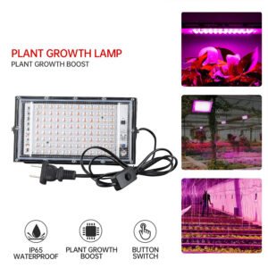 SUCCULENT   PLATN  LAMP