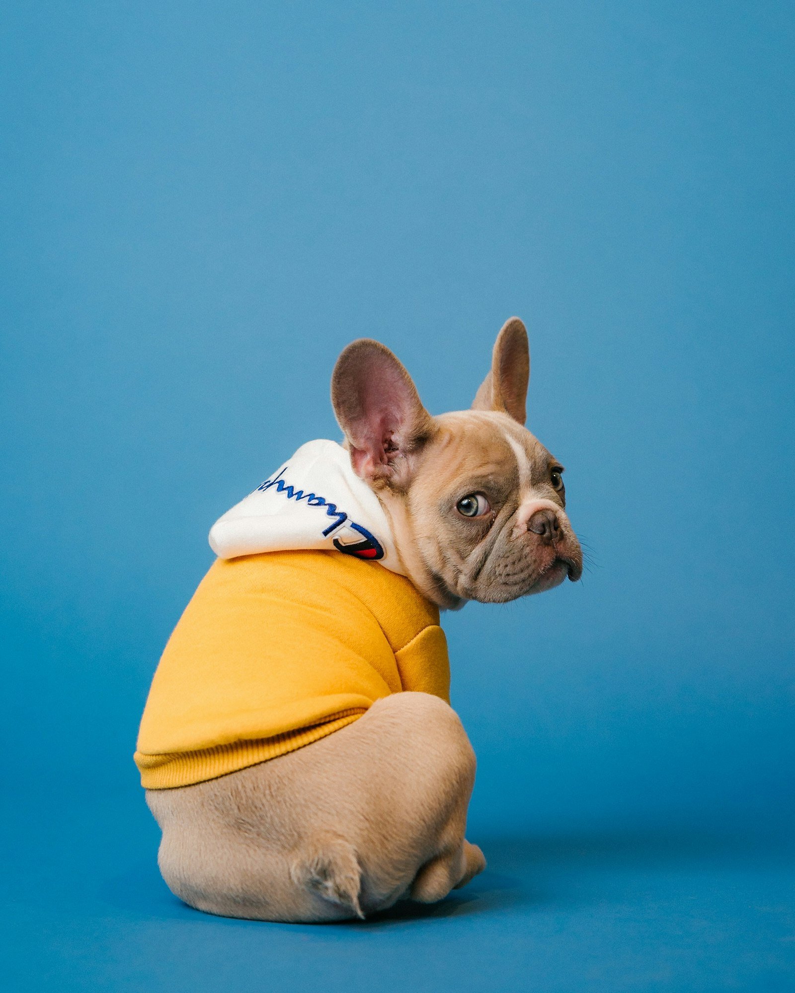 Red Light Therapy for Pets: A Product Guide